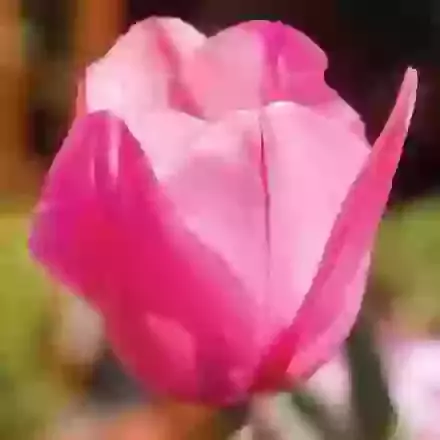 Pink Impression